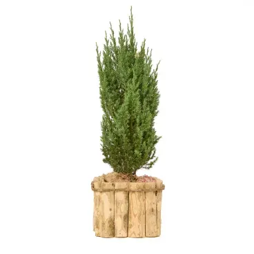 Tuia Strickita Premium Timlog Pote 14